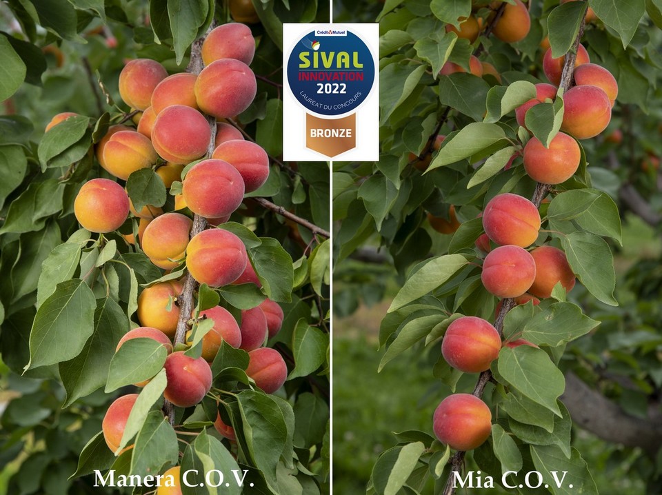 Sival Innovation 2022 Abricots